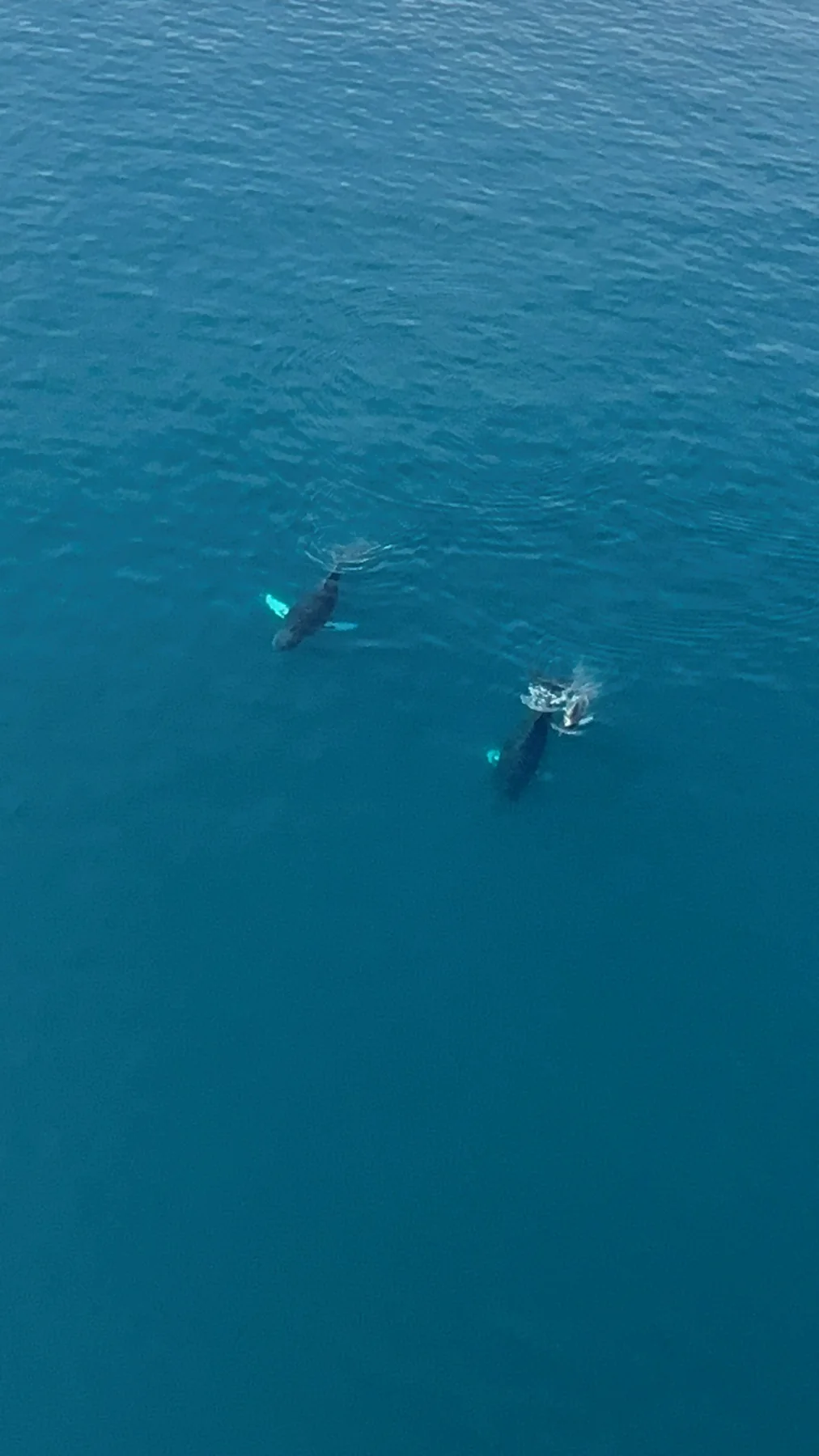 Whales swimming in the Pearl Islands, Panama