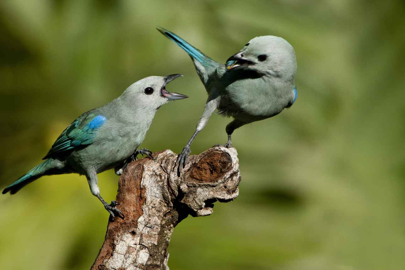 Bluegray Tanager in Soberania National Park