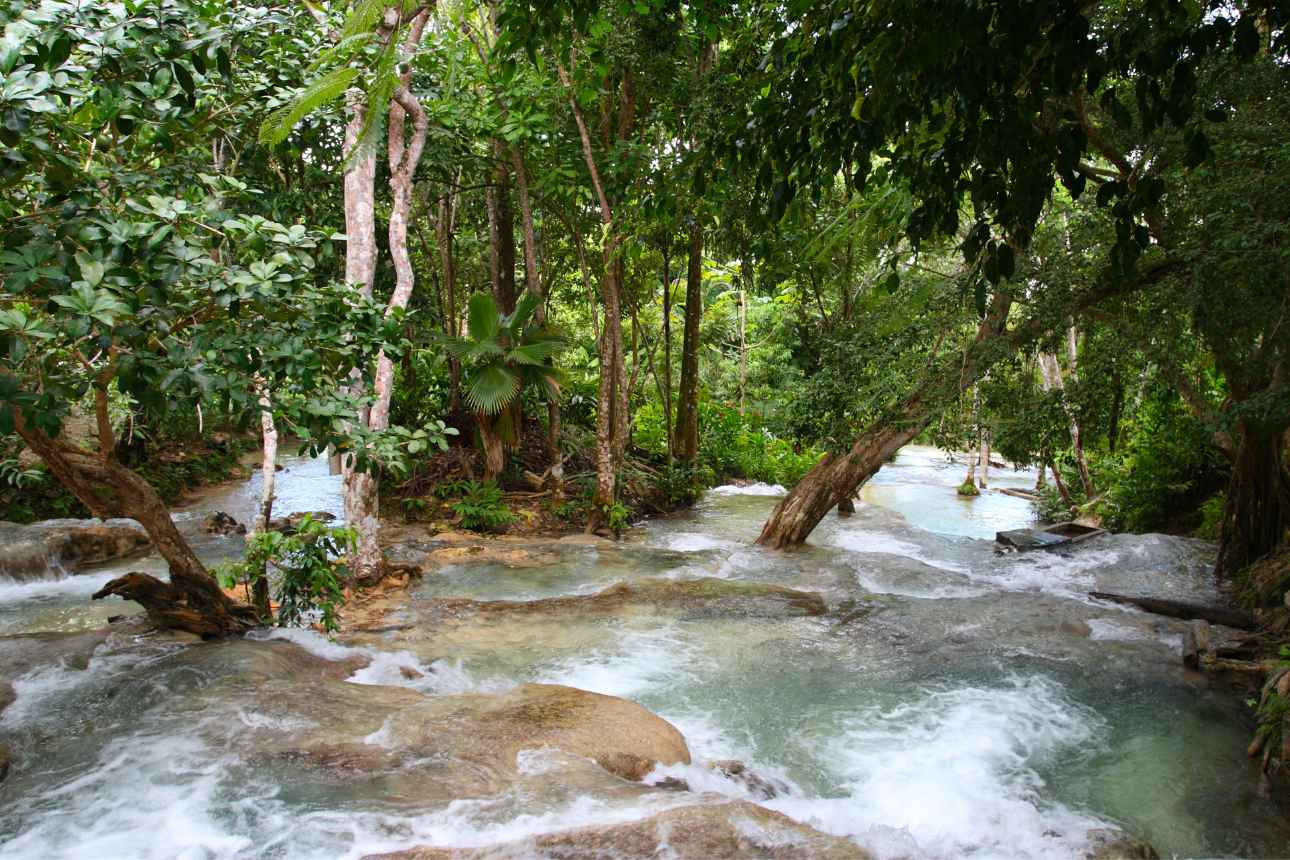 Ocho Rios, Jamaica, river and extensive foliage, rainforest