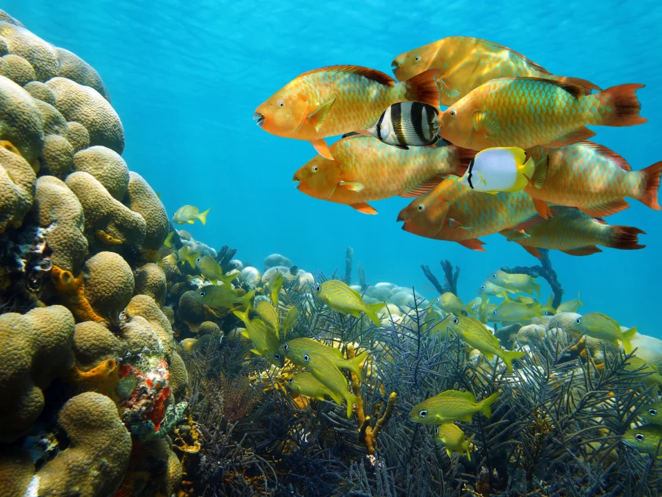 Marine Wildlife Central America, Transshipping Agents